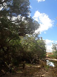 Melaleuca trichostachya habit