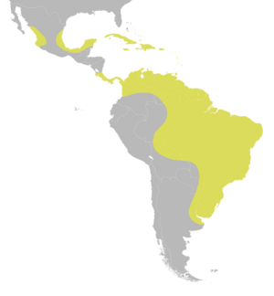 Nomonyx dominicus distribution.svg