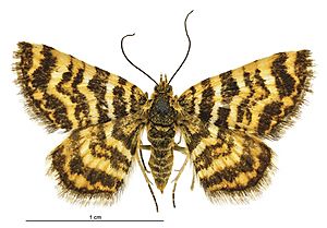 Notoreas isomoera female.jpg