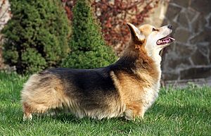 Pembroke Welsh Corgi