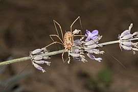 Phalangium opilio MHNT Face