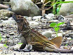 Philippine Sailfin Dragon.jpg