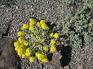 Physaria didymocarpa.jpg