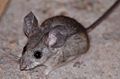 Pinyon mouse1.jpg