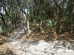 Ponce Inlet FL Green Mound01.JPG