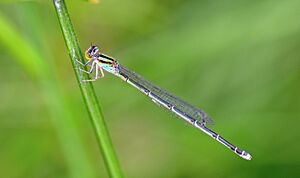 Pseudagrion malabaricum Female.jpg