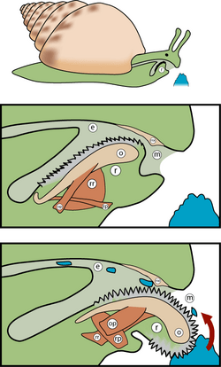 Radula diagram3