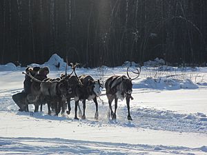 Reindeer pulling sleigh, Russia