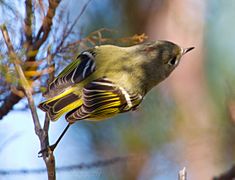 Ruby-crowned Kinglet2