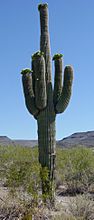 Saguaro5763