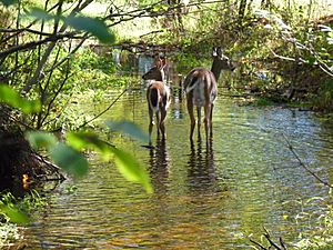 Schmeeckle reserve deer.jpg