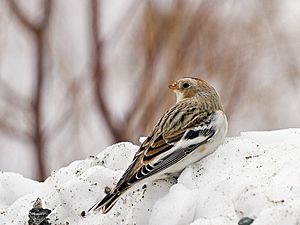 SnowBunting-MtA