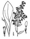 Solidago sciaphila.jpg