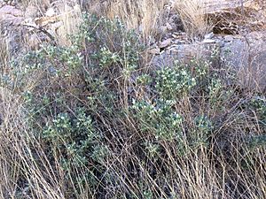 Sophora gypsophila.jpg