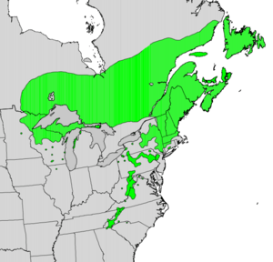 Sorbus americana.png