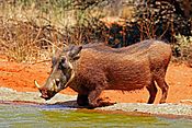 Southern warthog (Phacochoerus africanus sundevallii) male.jpg