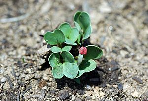 Sprouting chonggakmu(chonggak radish)