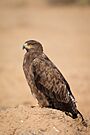 Steppe Eagle Portrait.jpg