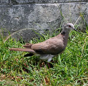 Streptopelia bitorquata -Saipan-8.jpg