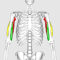 Triceps brachii muscle10