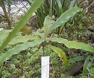 Triphyophyllum peltatum.jpg