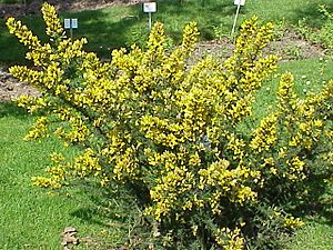 Ulex europaeus8