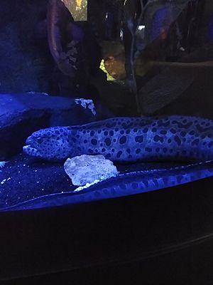 Wolf Eel at Dallas Children's Aquarium