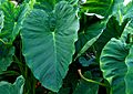 2006-10-22Colocasia01