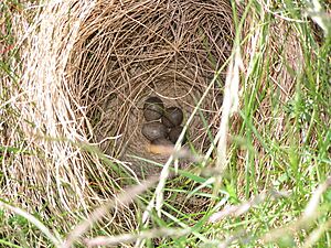 Alauda arvensis nest