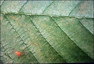 Alder showing ozone discolouration