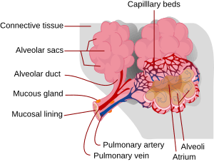 Alveolus diagram