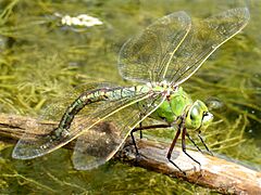 Anax imperator female