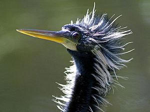 Anhinga male in breeding plumage