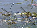 Argia moesta-ovipositing