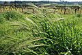 Barley swaying in the wind