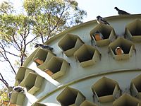 Batman Park Pigeon Loft