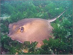 Black sea fauna stingray 01