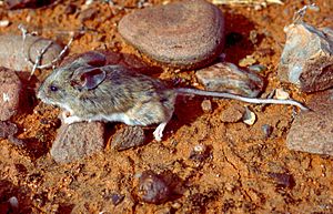 Bolam's mouse (Pseudomys bolami) .jpeg