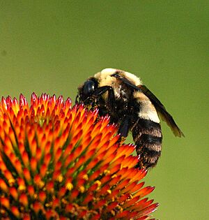 Bombus 8911.JPG