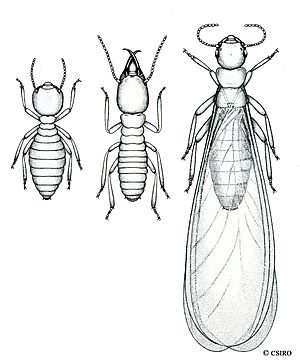 CSIRO ScienceImage 499 Coptotermes acinaciformis