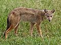 Canis adustus Kidepo National Park