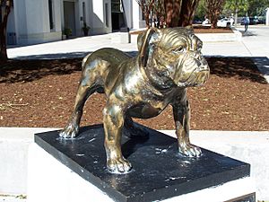 Citadel Bulldog