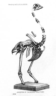 Cnemiornis calcitrans