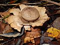 Collared Earthstar Geastrum triplex at Gunnersbury Triangle