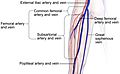 Common femoral and subsartorial artery and vein