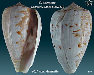 Conus anemone 1.jpg