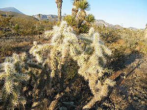 Cylindropuntia tunicata (5716858940).jpg