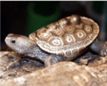 Diamondback Terrapin. Taken by CITES