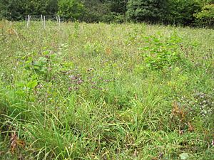 Downe Bank meadow.jpg