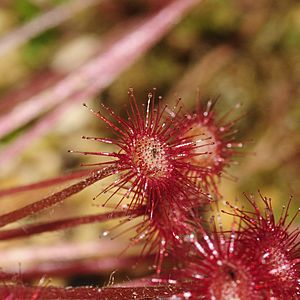 Drosera paradoxa (2)